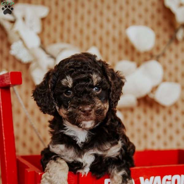 Zipper, Miniature Poodle Puppy